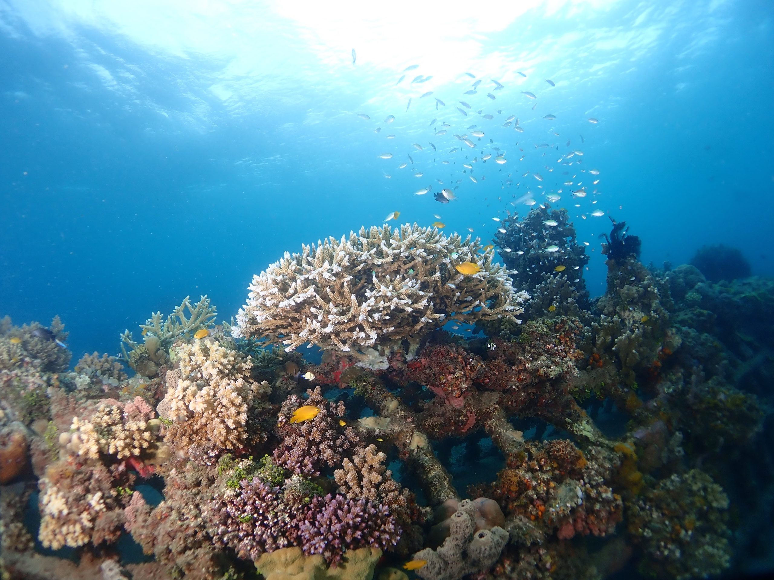 Ekowisata Laut